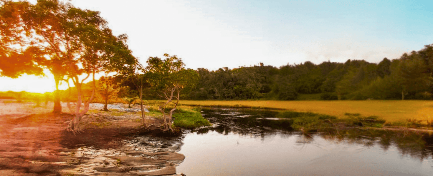 Rio Niquim: um refúgio natural em Alagoas