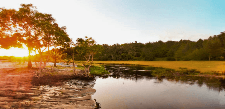 Rio Niquim: um refúgio natural em Alagoas